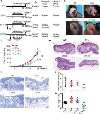 A population of dermal Langerin+ dendritic cells promote the inflammation in mouse model of atopic dermatitis